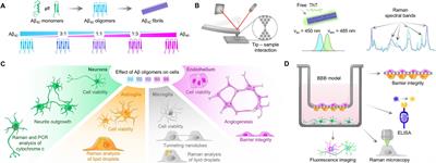 The Aβ42:Aβ40 ratio modulates aggregation in beta-amyloid oligomers and drives metabolic changes and cellular dysfunction